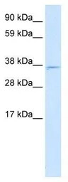 Mxi1 antibody