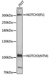 NOTCH3 antibody