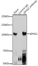DAP5 antibody