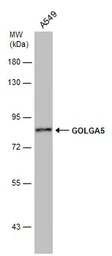 GOLGA5 antibody [GT2726]