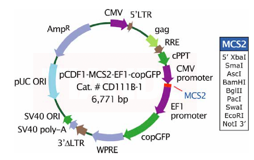 pCDF1-MCS2-EF1-copGFP (pCDF1MC