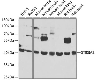 ST8SIA2 antibody