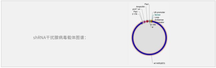 腺病毒包装服务