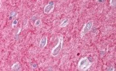 ICAM5 precursor antibody, C-te