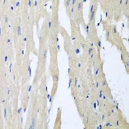PITRM1 antibody