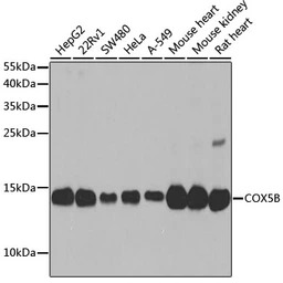 COX5B antibody