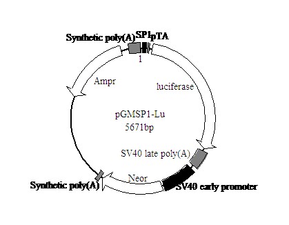 SP1萤火虫荧光素酶报告基因质粒厂家