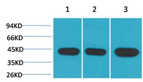 α-Smooth Muscle Actin Mouse Mo