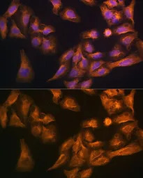 CD71 antibody