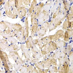 Muscleblind-like 1 antibody