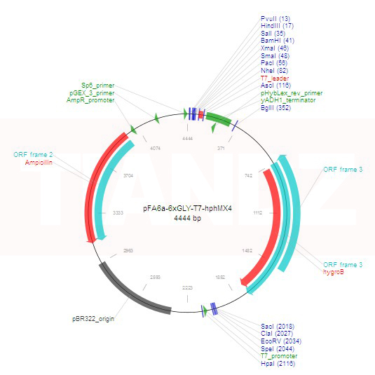 pFA6a-6xGLY-T7-hphMX4