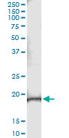 C9ORF95 Antibody (OAAL00720) in C9orf95 transfected lysate using Immunoprecipitation