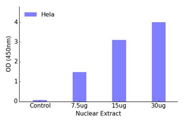 ATF1 DNA-Binding ELISA Kit (OKAG00364) in Hela Nuclear Extract using ELISA