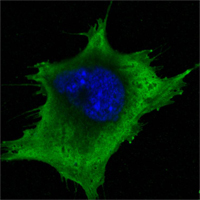 SOD1 Antibody (OAEC04511) in 3T3-L1 using Immunofluorescence