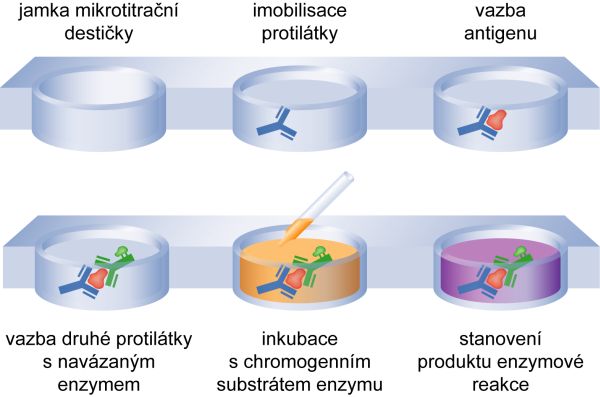 Human IFN-γ ELISA Kit