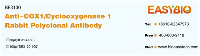 COX1/Cyclooxygenase 1  Rabbit 