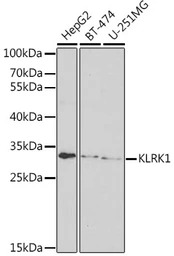NKG2D antibody