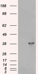 DOK5 antibody, C-term