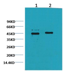 Caspase 9 Mouse Monoclonal An