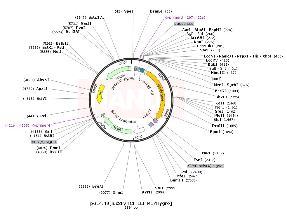 pGL4.49[luc2P TCF-LEF RE Hygro