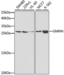 Geminin antibody