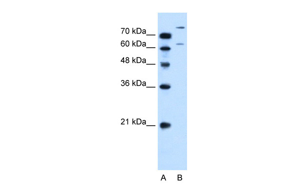 SLC26A1 antibody - C-terminal region (ARP44028_P050) in Human HepG2 using Western Blot