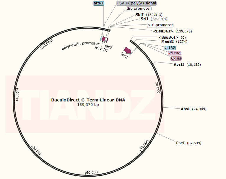 BaculoDirect C-Term Linear DNA