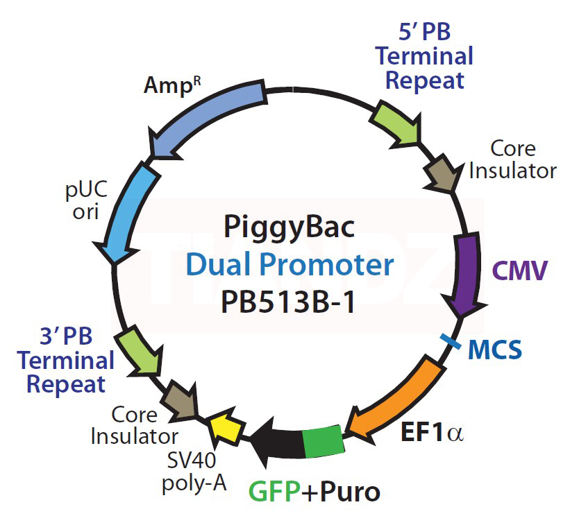 PiggyBac Dual Promoter