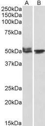 MON1A (aa478-489) antibody, In