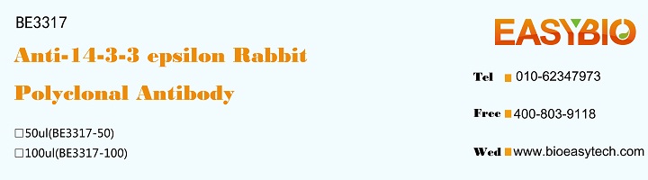 14-3-3 epsilon Rabbit Polyclon