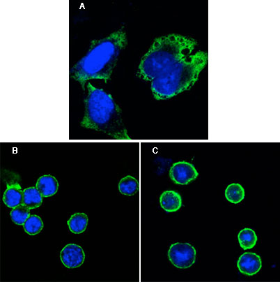 MPS1 Antibody (OAAD00311) in Hela using Immunofluorescence