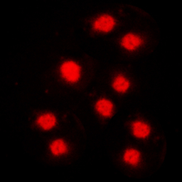 Cyclin A1 antibody