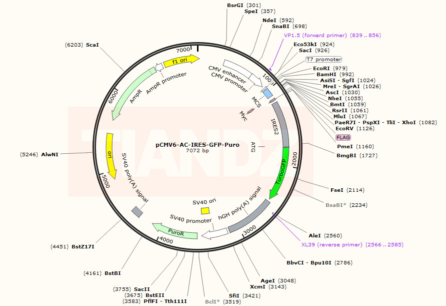 pCMV6-AC-IRES-GFP-Puro