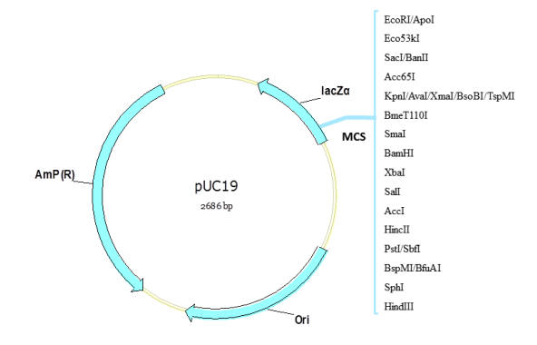 北京现货pUC19 Vector 克隆载体怎么卖