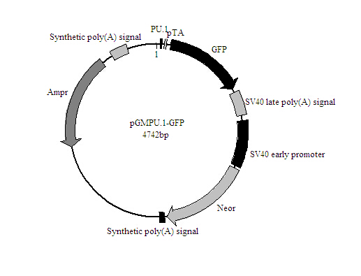 北京促销PU.1-GFP报告基因质粒价格