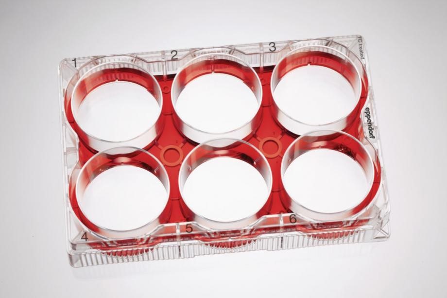 艾本德细胞培养