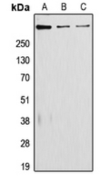 Laminin alpha 5 antibody