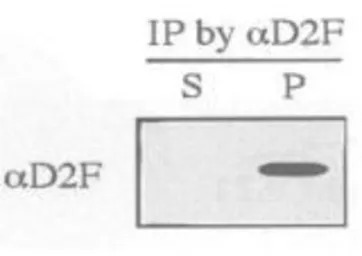 Dis2 (S. pombe) antibody