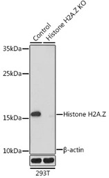 Histone H2A.Z antibody