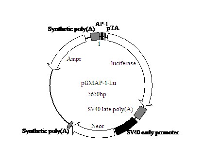 C/EBPβ-GFP报告基因质粒价格厂家