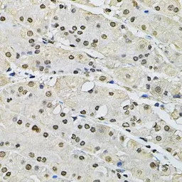 Histone H2A.Z antibody