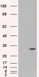 ORC6 antibody, C-term