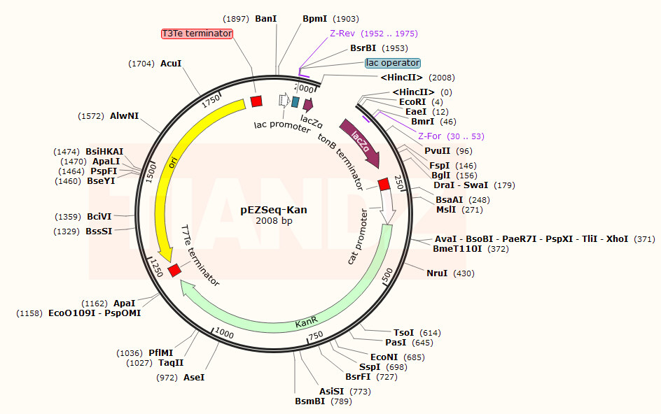 pEZSeq-Kan (linearized)