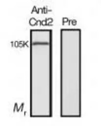 Cnd2 (S. pombe) antibody