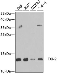 TXN2 antibody