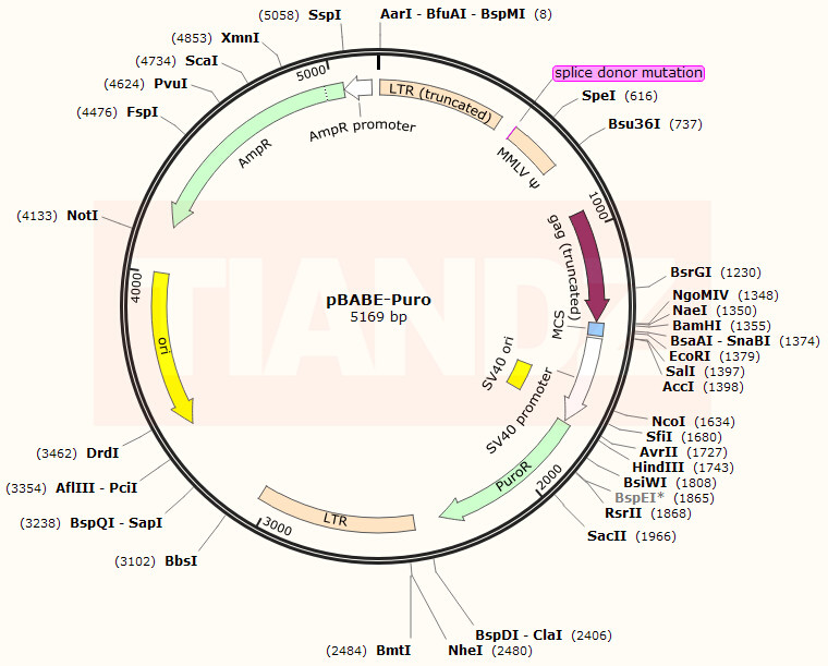 pBABE-Puro(pBABEPuro)