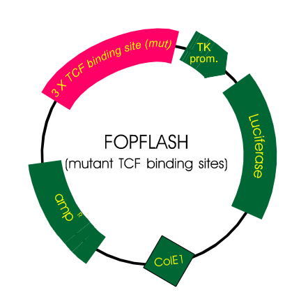 FOPFlash