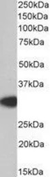 MyD88 antibody, Internal