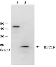 RPC19 (S. cerevisiae) antibody