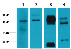Caspase 9 Mouse Monoclonal An